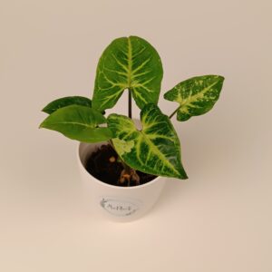 Syngonium ‘Panda’