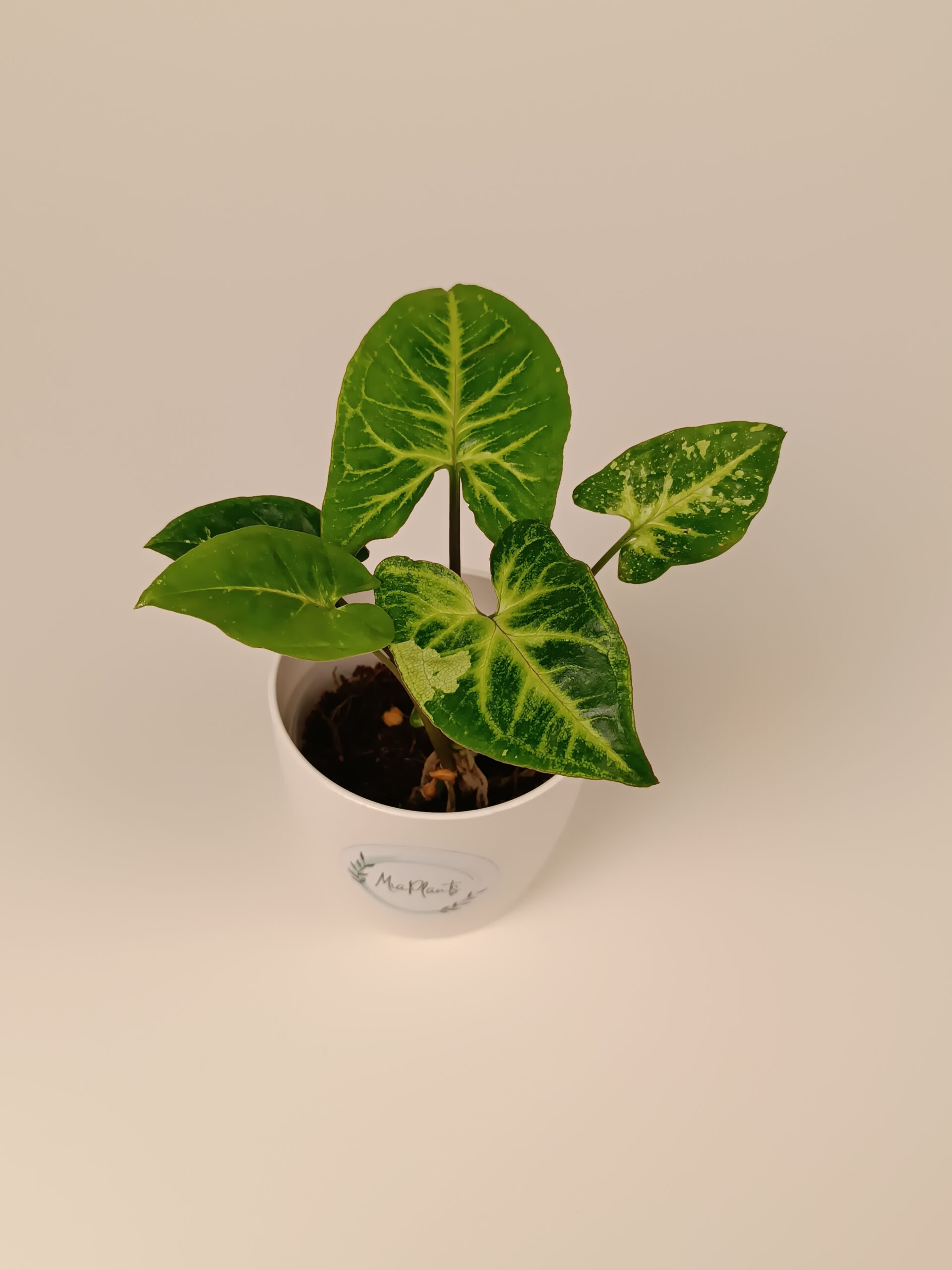 Syngonium ‘Panda’