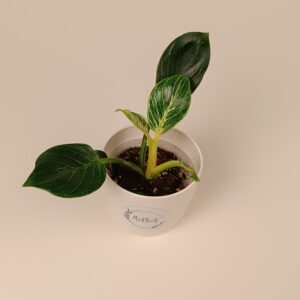Filodendron 'Birkin'