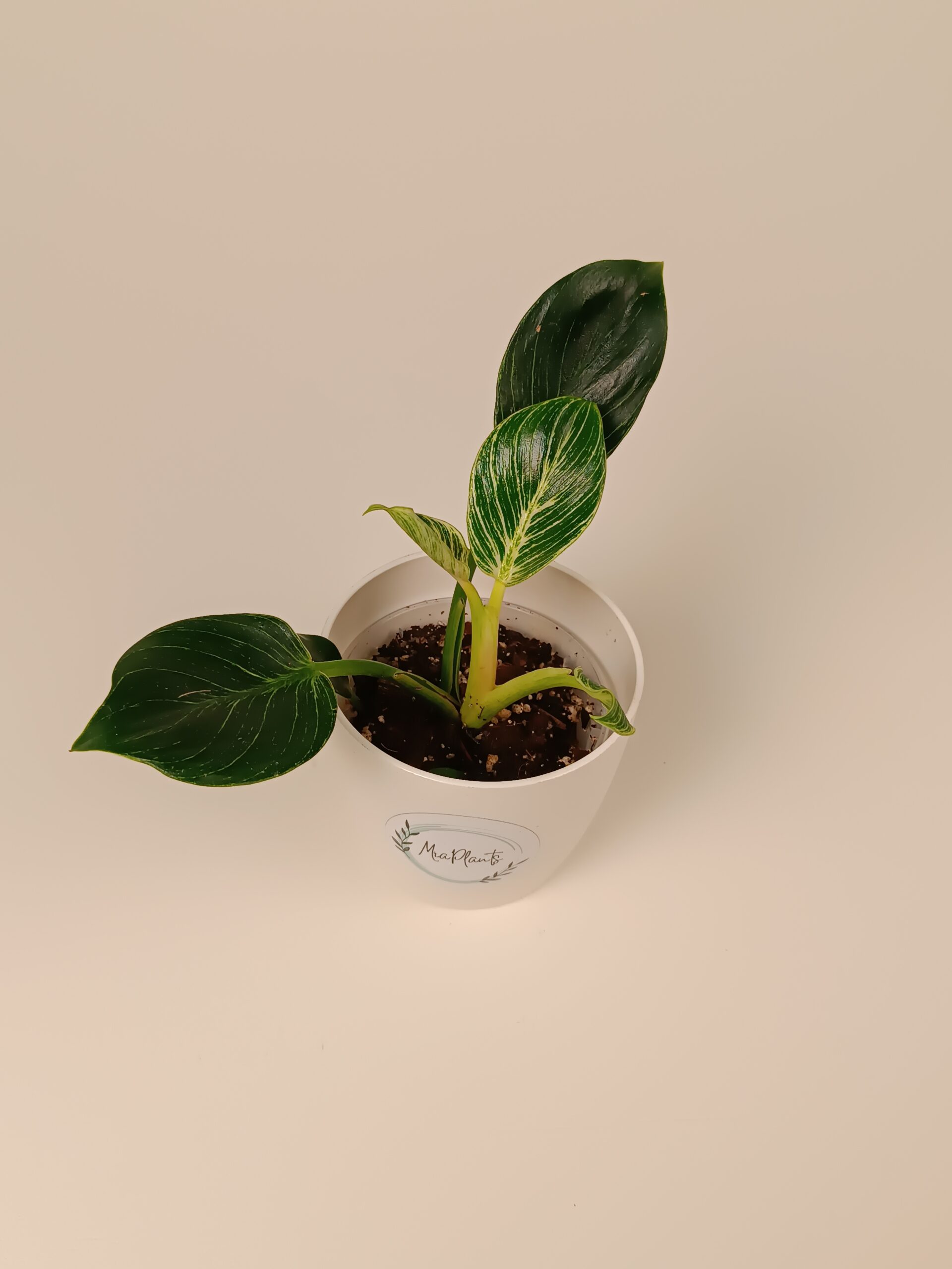 Filodendron 'Birkin'