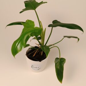 Filodendron bipennifolium