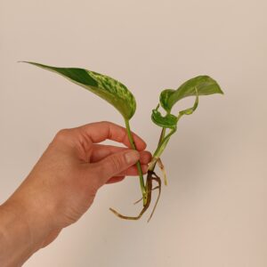 Epipremnum 'Marble Queen' juurdunud pistik