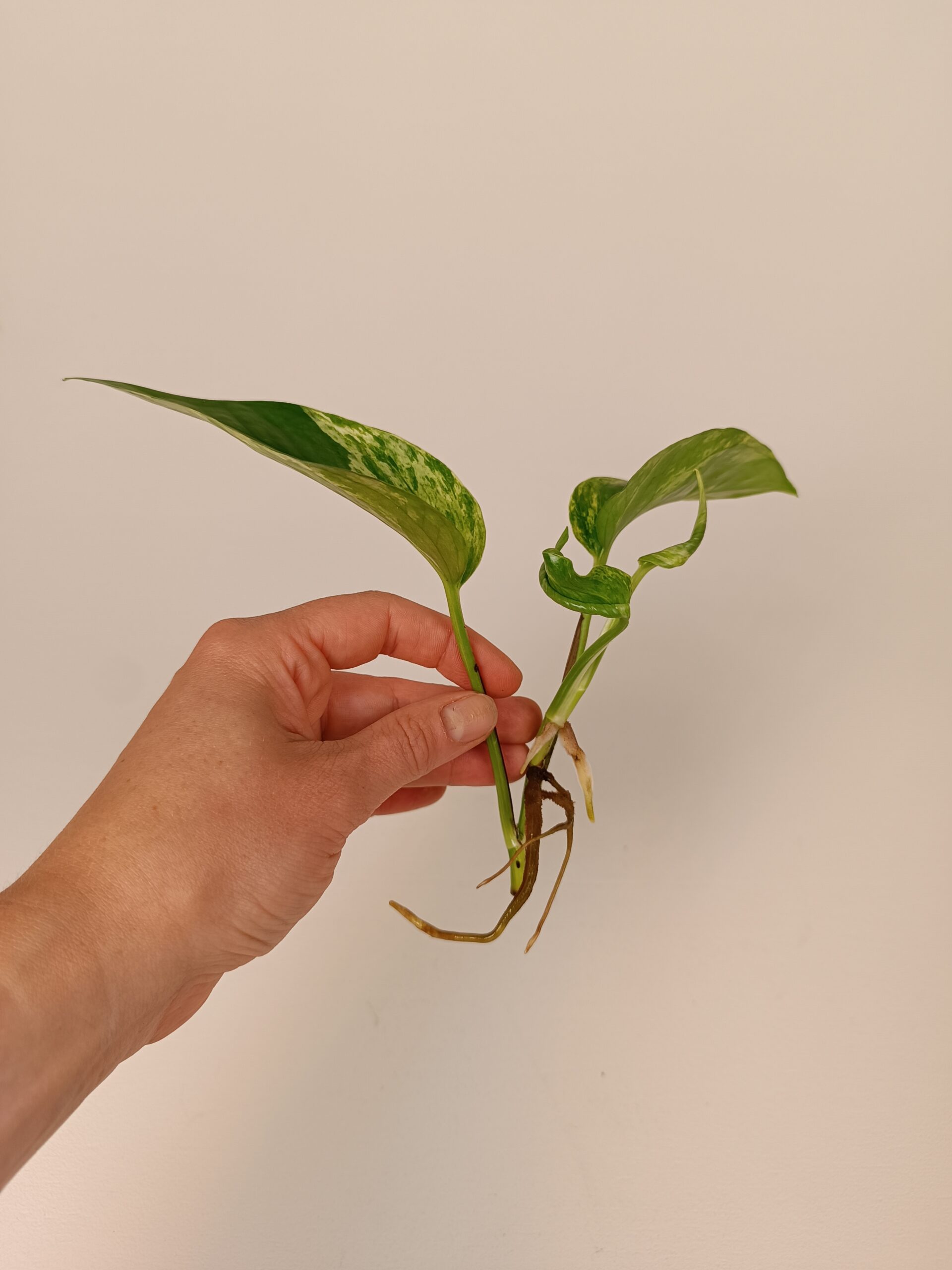 Epipremnum 'Marble Queen' juurdunud pistik