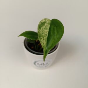 Filodendron hederaceum variegata