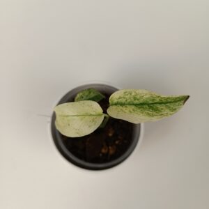 Monstera Laniata Mint