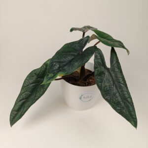 Alokaasia scalprum