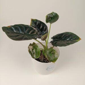 Alokaasia infernalis 'Black Magic'