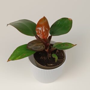 Filodendron 'Cherry Red'