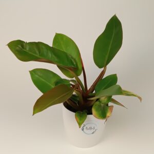 Filodendron 'Prince of Orange'
