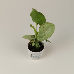 Syngonium 'Confetti'