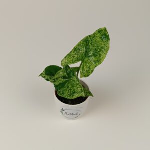 Syngonium 'Mottled'