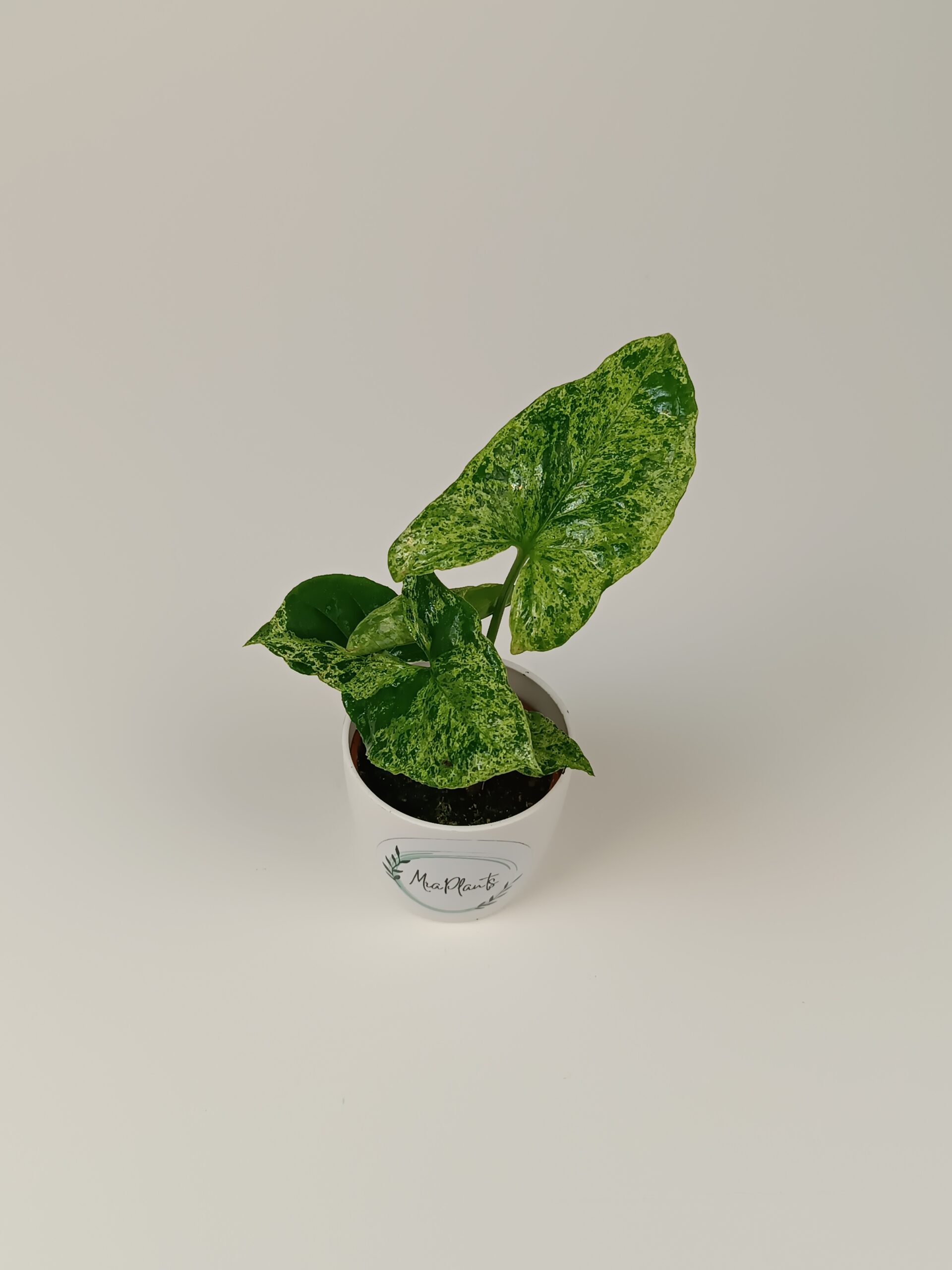 Syngonium 'Mottled'
