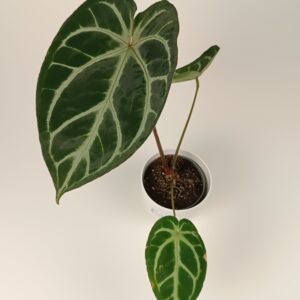 Antuurium magnificum