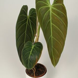 Filodendron melanochrysum