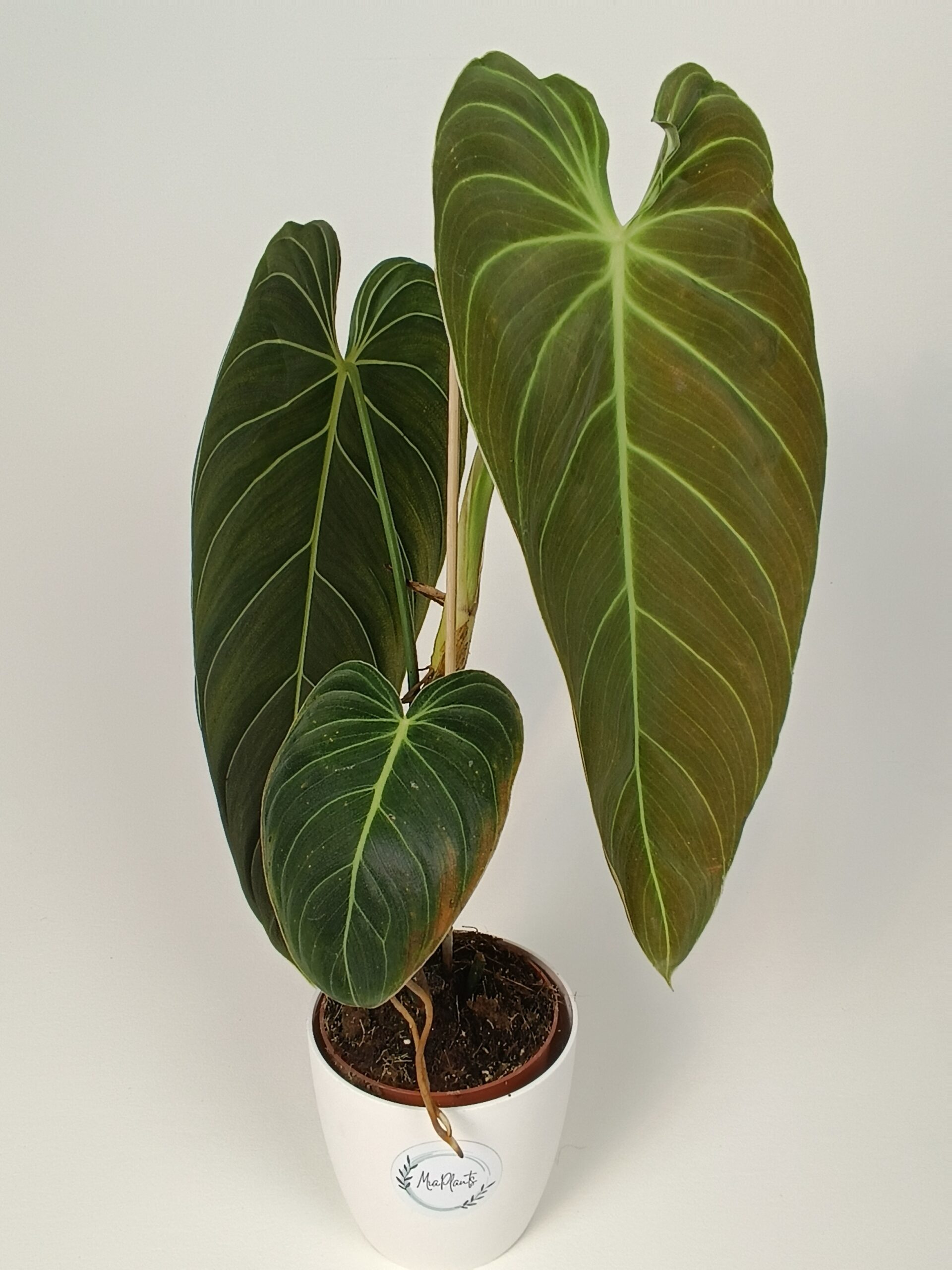 Filodendron melanochrysum