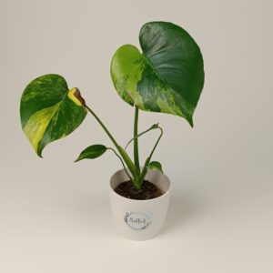 Monstera deliciosa Aurea