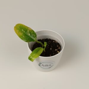 Filodendron Domesticum Variegata
