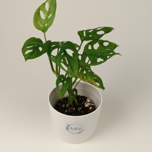 Monstera adonsonii