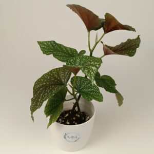 Begoonia corallina 'Lucerna'