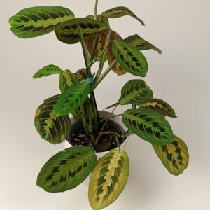 Maranta ‘Fascinator Tricolor’