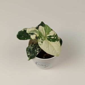 Alokaasia Melo Variegata