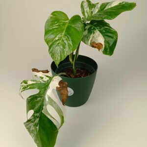 Monstera deliciosa 'Albo Variegata' valik