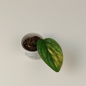 Monstera peru variegata