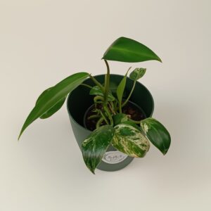 Filodendron 'Emerald Ice'