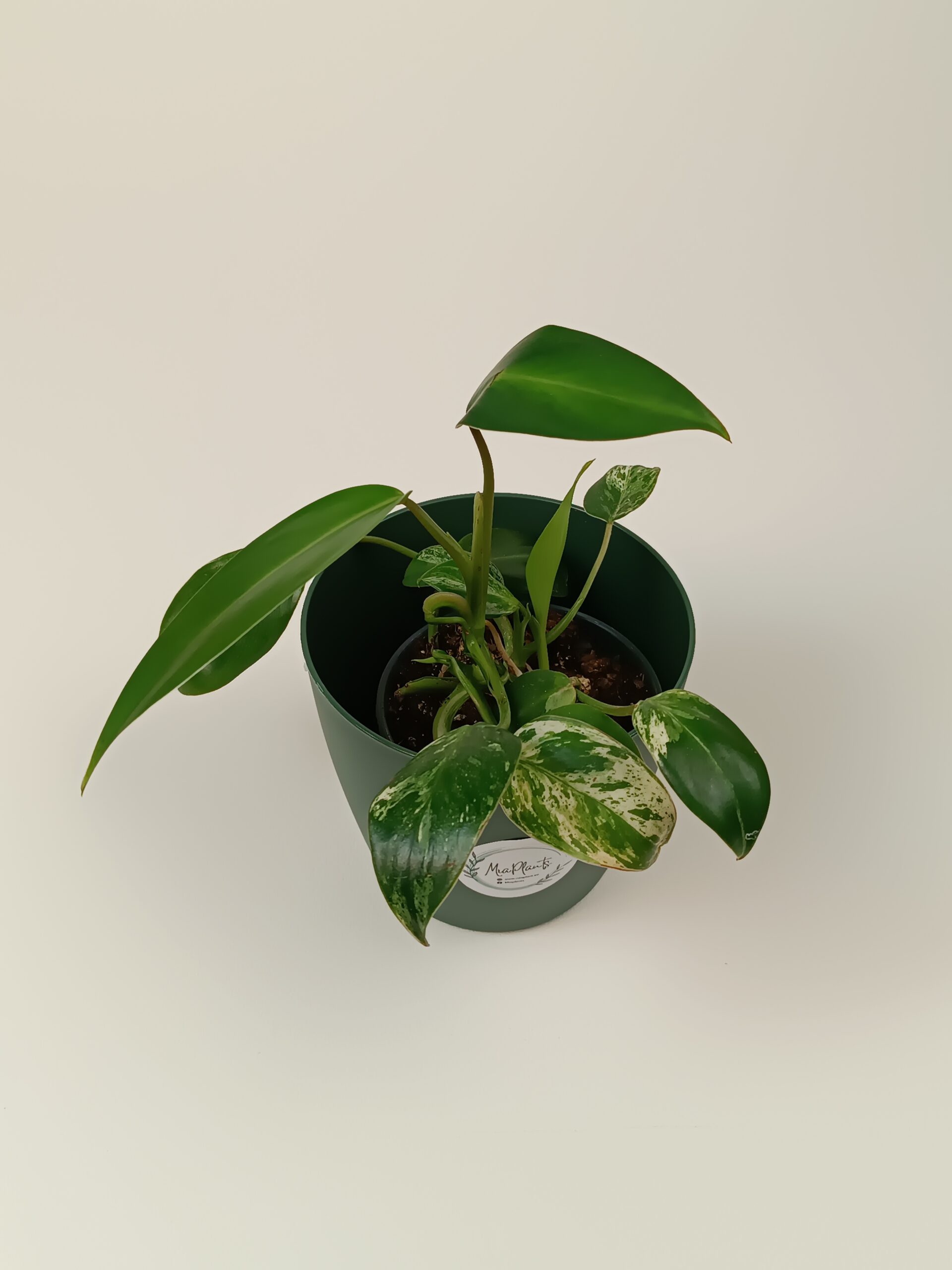 Filodendron 'Emerald Ice'