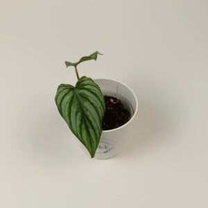 Filodendron mamei