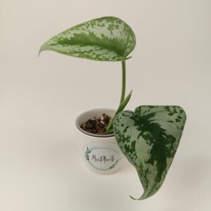 Scindapsus pictus (hõbeköis)