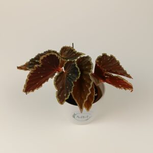 Begoonia darthvaderiana ‘Green Spots’
