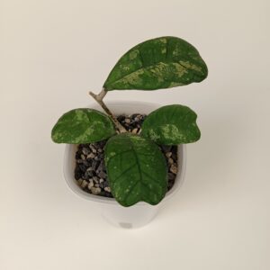Hoya deykeae ‘Morning Dew’